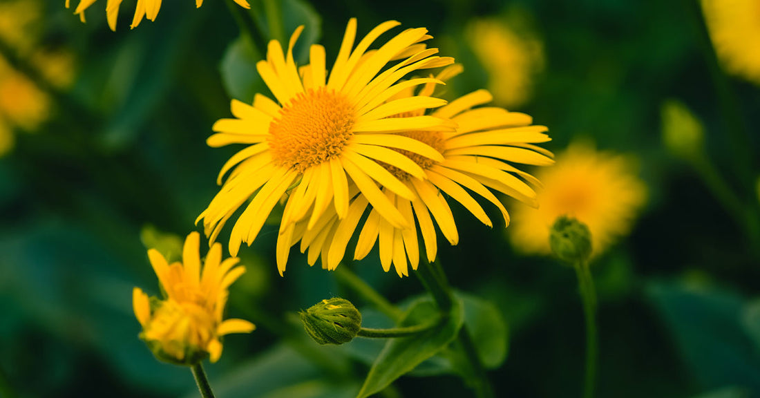Arnica Arnica montana