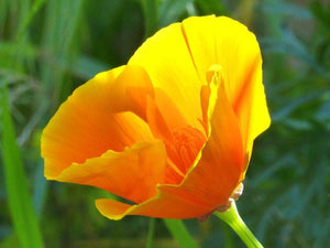California Poppy Eschscholzia californica